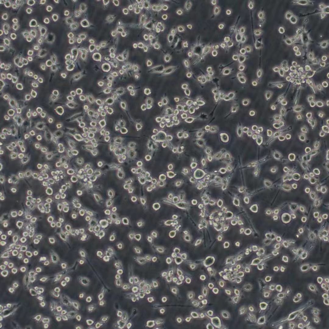 BV2（小鼠小胶质细胞）