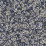 BV2(小鼠小胶质细胞)