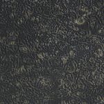 Hepa1-6（小鼠肝癌细胞）