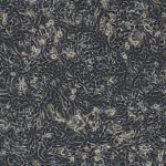 Hepa1-6（小鼠肝癌细胞）