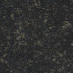 Hepa1-6（小鼠肝癌细胞）