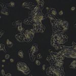 HepG2（人肝癌细胞）(STR鉴定正确)