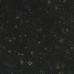 HuH-7（人肝癌细胞）(STR鉴定正确)