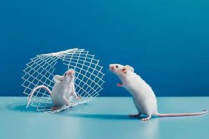 Mouse-on-Mouse polymer免疫组化试剂盒