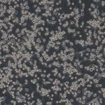 BV2(小鼠小胶质细胞)