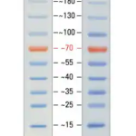 26616 | 预染蛋白Marker,10 至 180 kDa