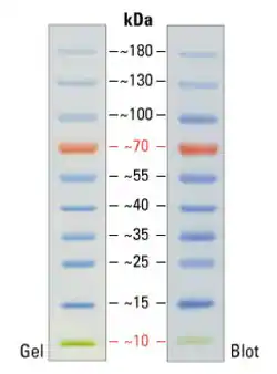 26616 | 预染蛋白Marker，10 至 180 kDa