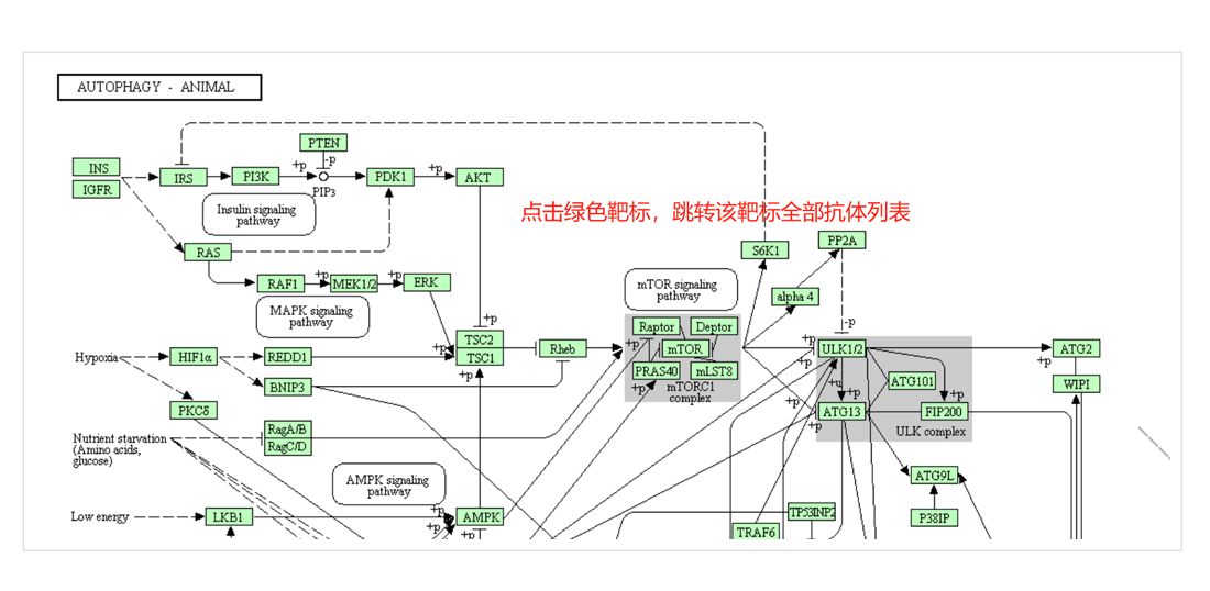 磷酸化位点数据库 PhosphoDB — 信号传导研究利器点击靶点查抗体11