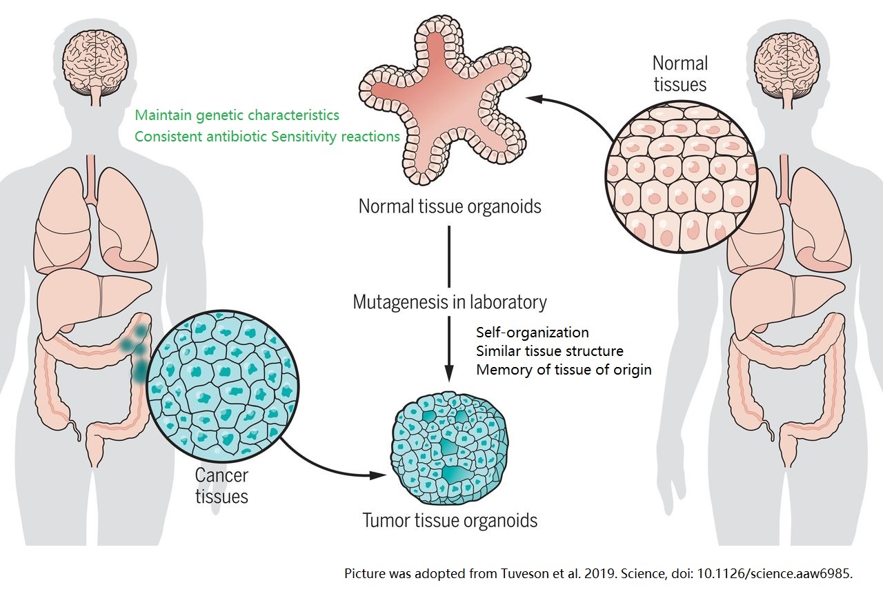 类器官模型优势