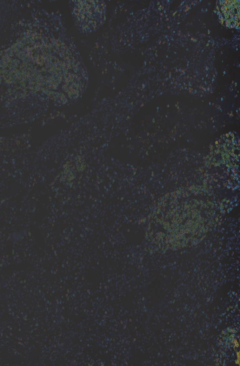 mIHC试剂盒/TSA试剂盒