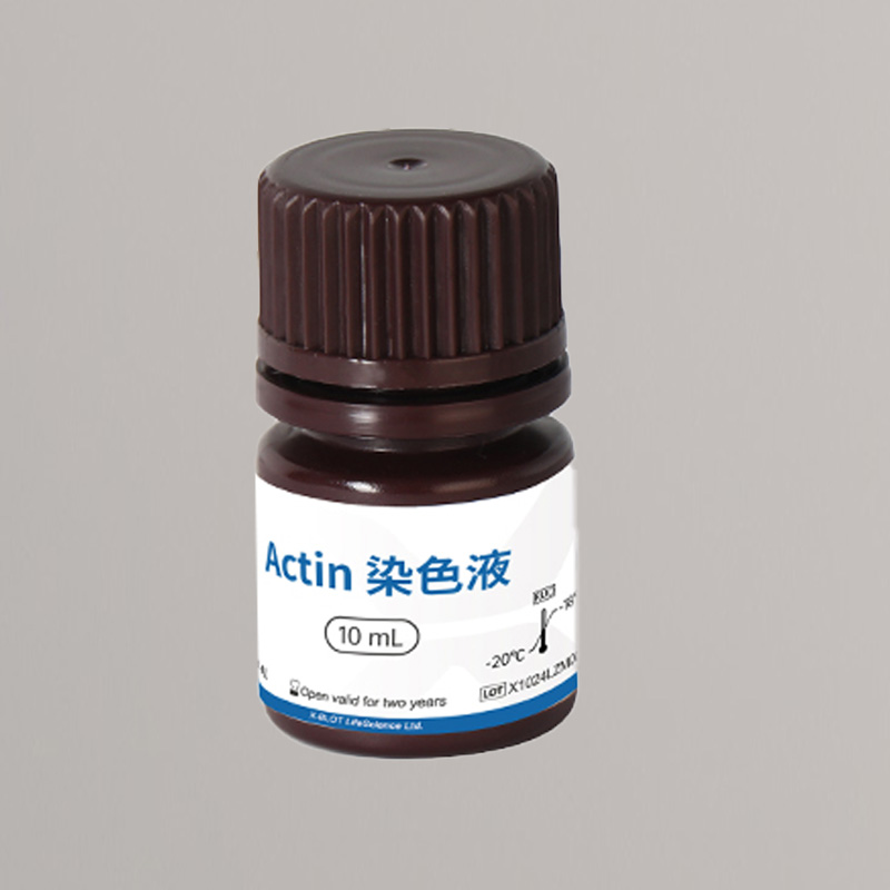 Actin极速内参染色液