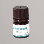 GAPDH极速内参染色液