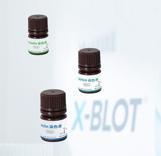 x-blot极速内参