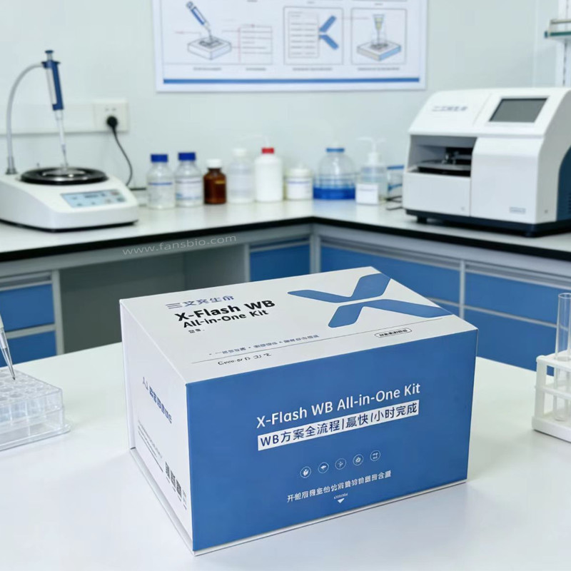 4小时目标蛋白检测试剂盒