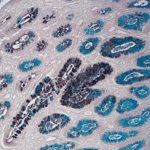 高铁二胺-爱先蓝（HID-AB）染色液