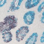 高铁二胺-爱先蓝（HID-AB）染色液