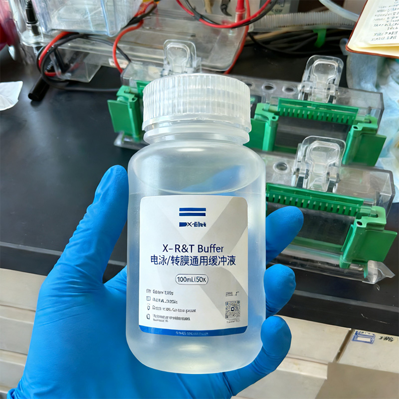 X- R&T Buffer电泳/转膜通用缓冲液