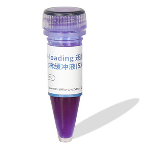 X-Loading 还原型蛋白上样缓冲液