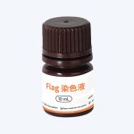Flag标签蛋白染色液