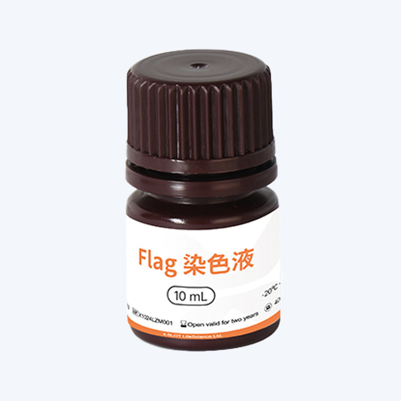 Flag标签蛋白染色液