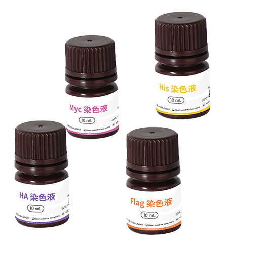 艾克生命标签蛋白染色液