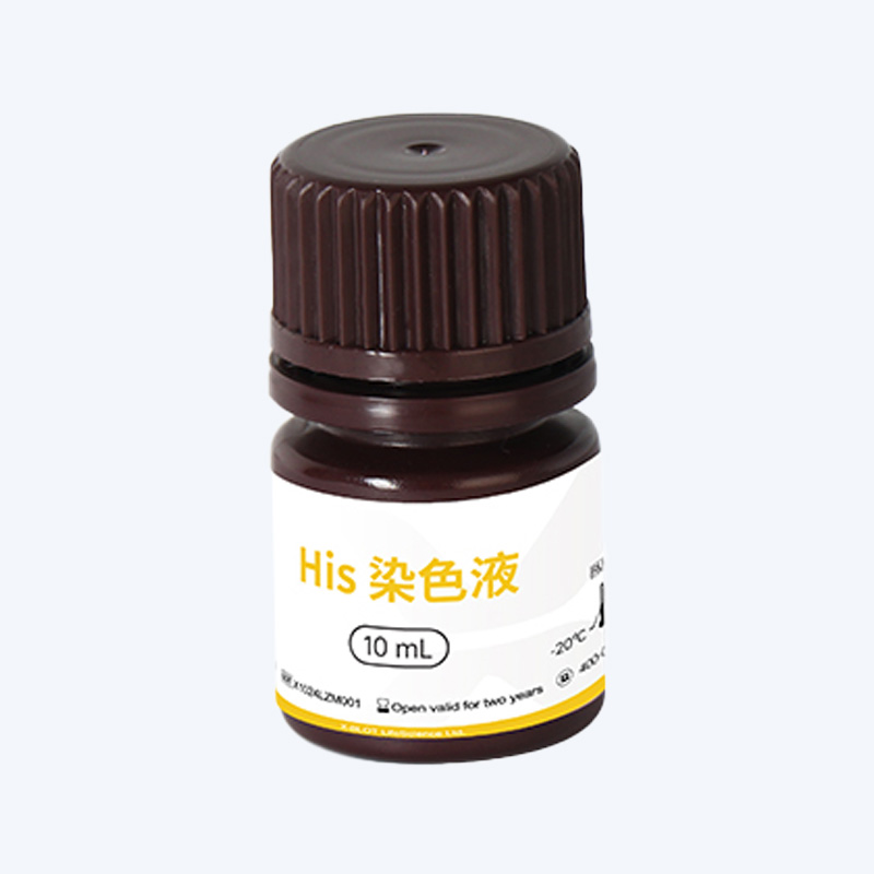 His标签蛋白染色液