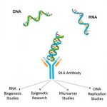 DNA-RNA杂交体抗体 [S9.6]