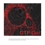Gαi-GTP 鼠单抗(仅识别活性构象)