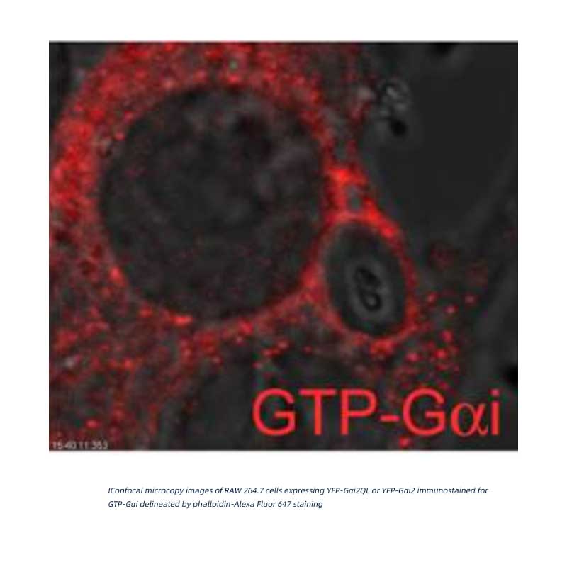 Gαi-GTP 鼠单抗(仅识别活性构象)