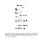 Rac1-GTP 鼠单抗(仅识别活性构象)