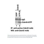 Cdc42-GTP 鼠单抗(仅识别活性构象)