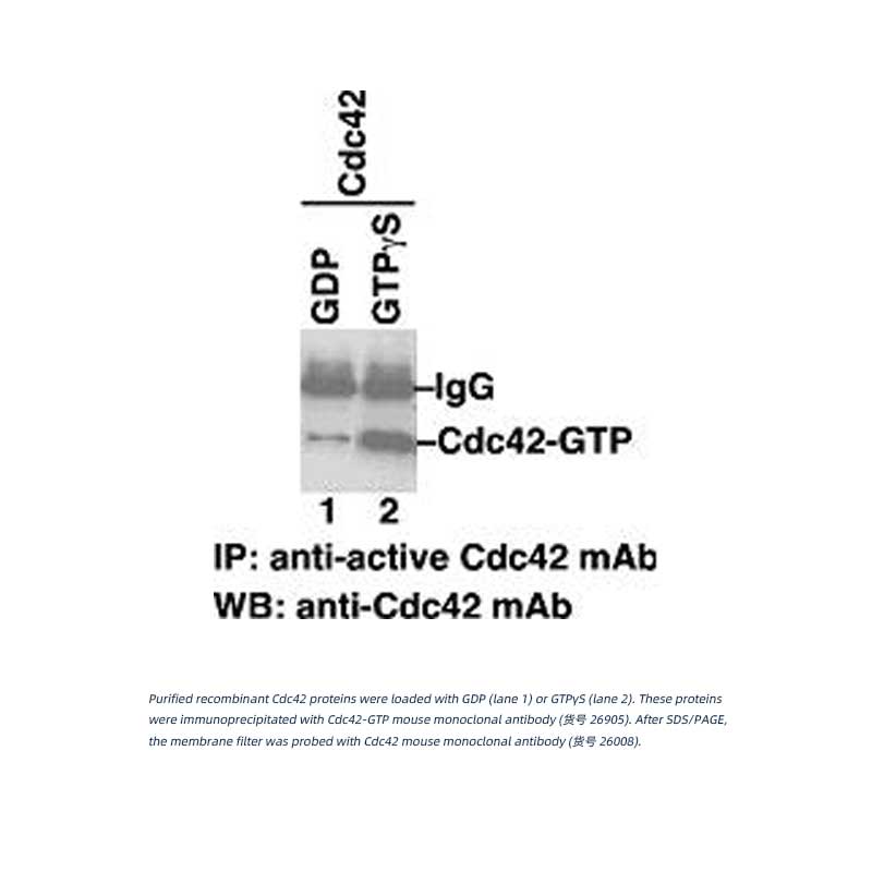 Cdc42-GTP 鼠单抗(仅识别活性构象)