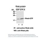 Rheb-GTP 鼠单抗(仅识别活性构象)