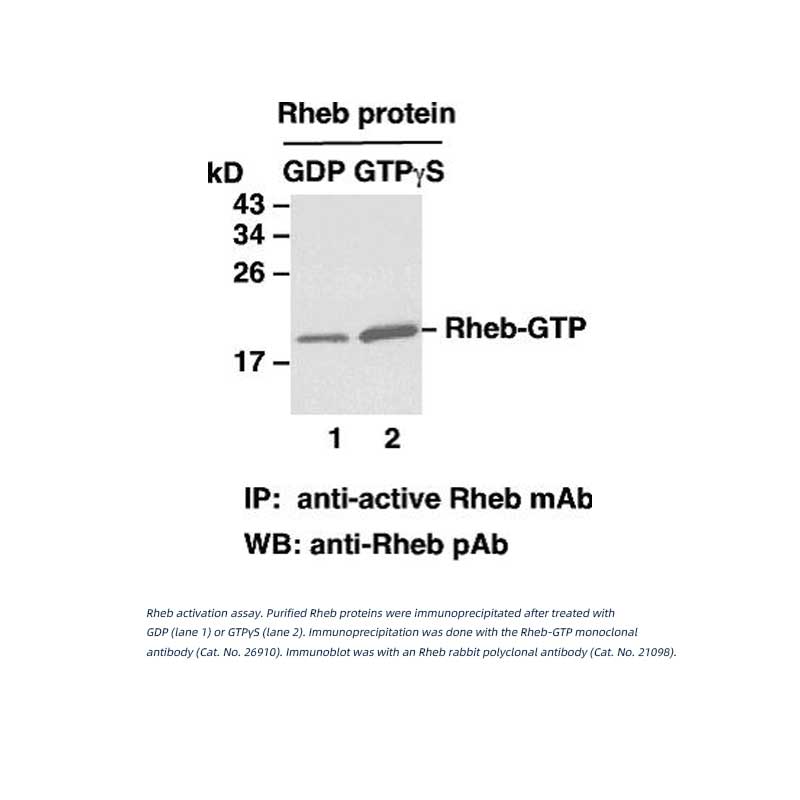 Rheb-GTP 鼠单抗（仅识别活性构象）
