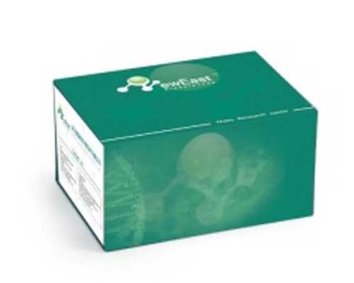 80203 cAMP ELISA Kit