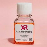 永生化HUVEC细胞完全培养基