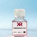 类器官组织消化液