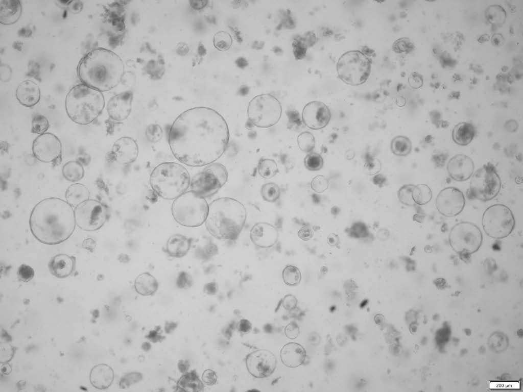 XRmColO(V)