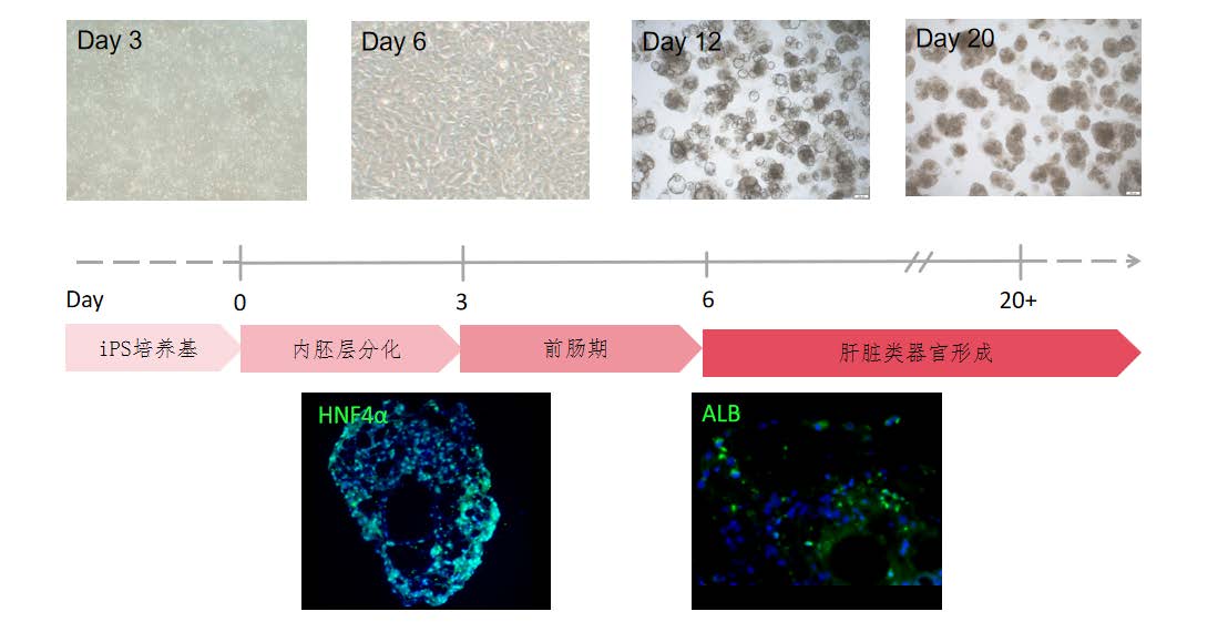 XR-iLiverOrg
