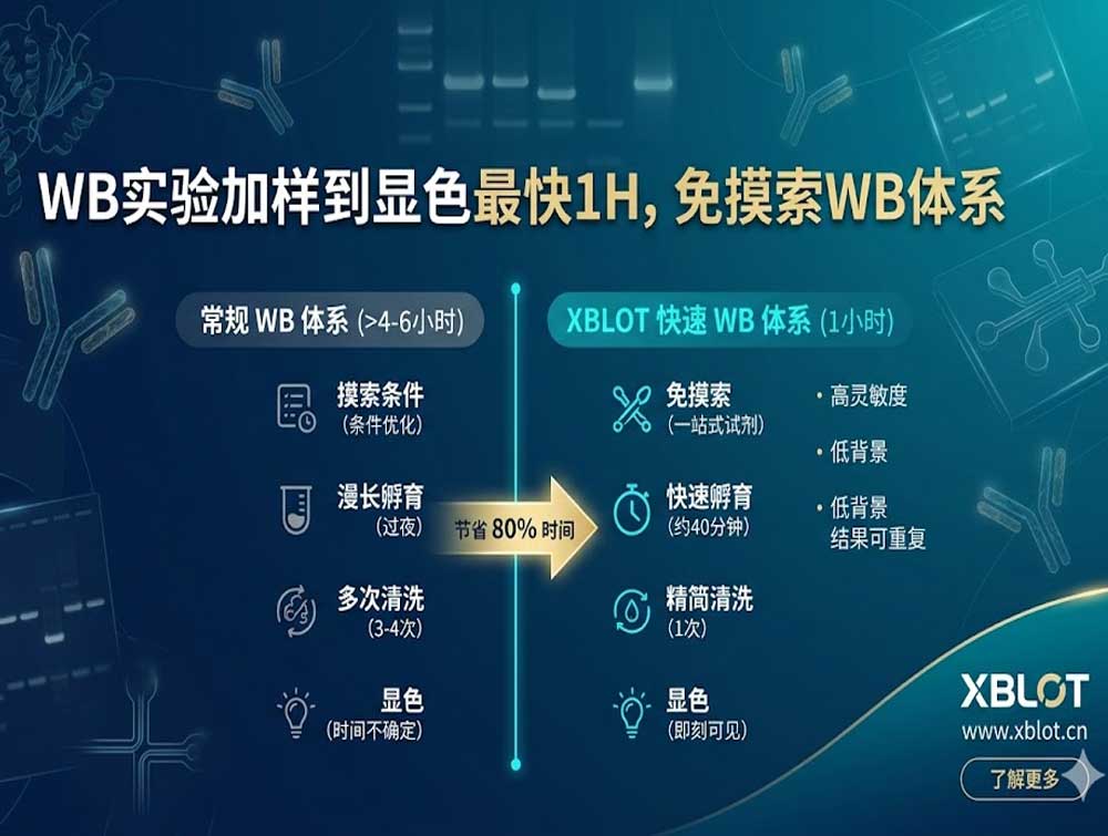 X-blot免费试用